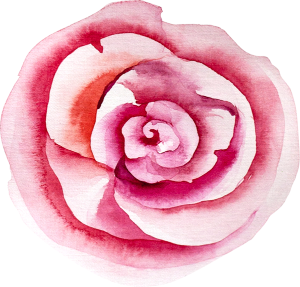 roses,pink,roze,rosa,fleur