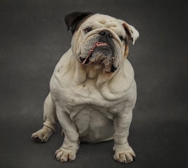 chiens,dog,puppies,wallpapers