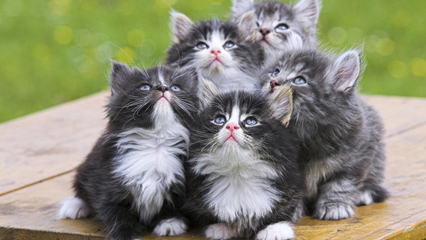 chatons,chats,cat,gato,Katze,katter,kettir,cait,
