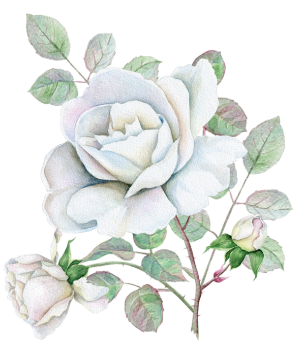 roses,pink,roze,rosa,fleur