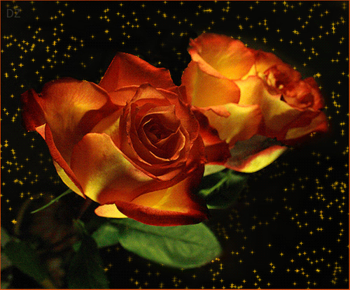 gifs roses