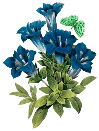  tubes fleurs,png fleurs,bouquets de fleurs,flowers,psp