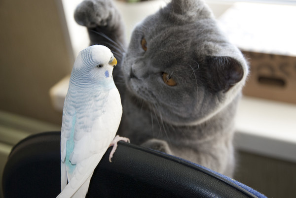 chatons,chats,cat,gato,Katze,katter,kettir,cait,