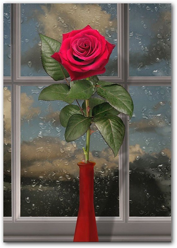 roses