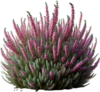 Fleur,ai,png flowers,bouquets,illustrati on,art,psp 