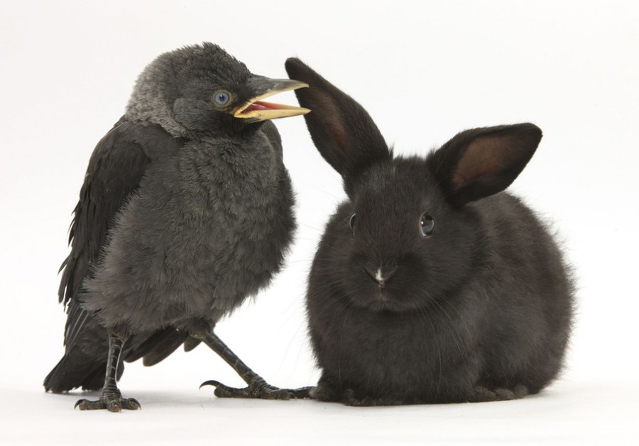 lapins,rabbits
