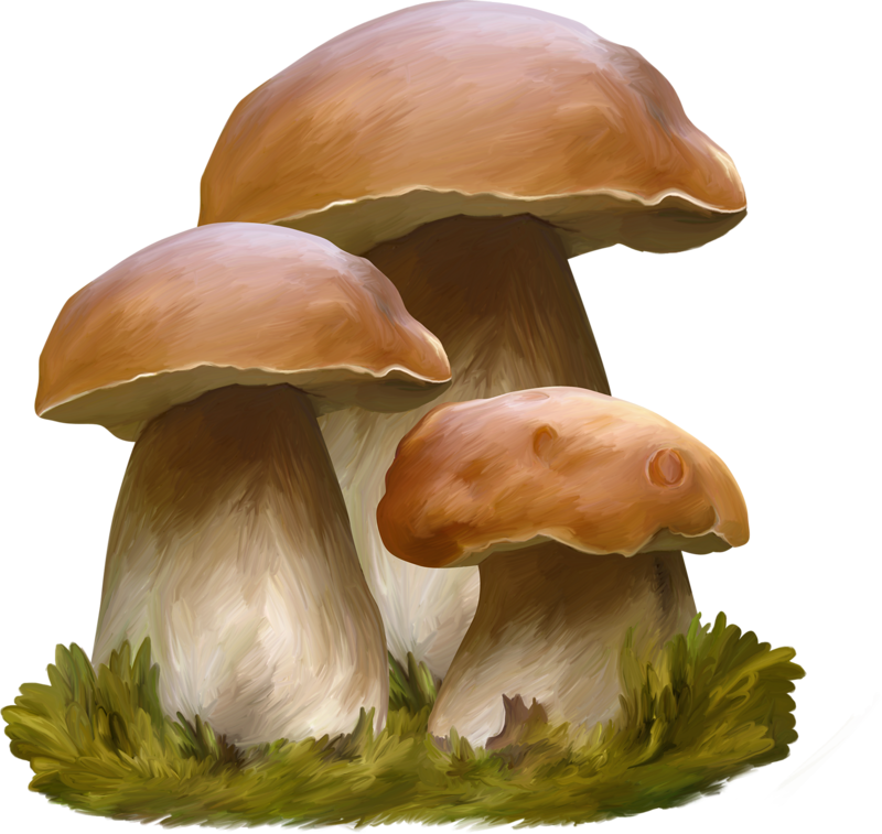 champignons-page-21