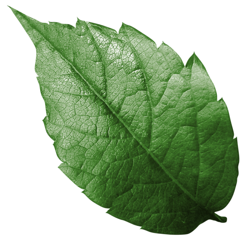 Feuilles Png