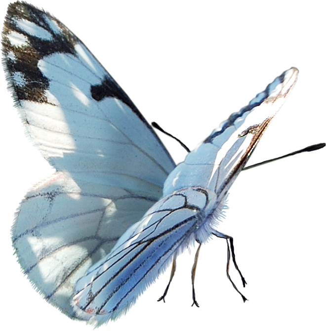 Papillons,png,butterfly,tubes,BORBOLETA,MARIPOSA,