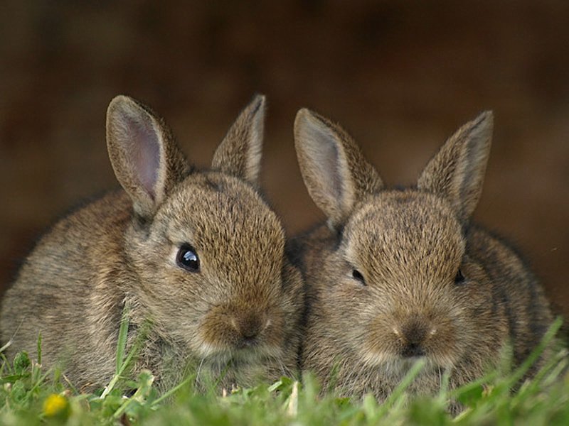 lapins,rabbits