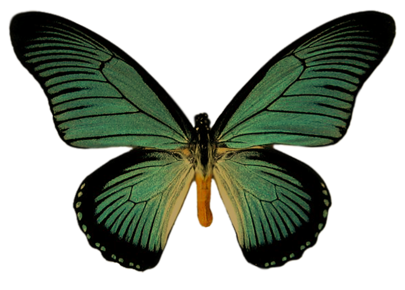 Papillons,png,butterfly,tubes,BORBOLETA,MARIPOSA,