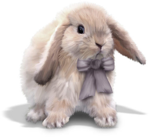 lapins,rabbits