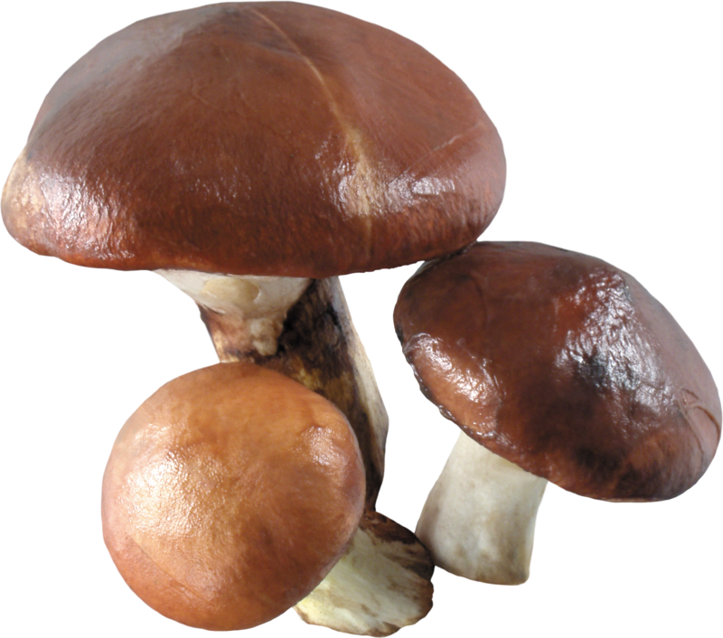 champignons,mushroom,Pilz,seta,cogumelo