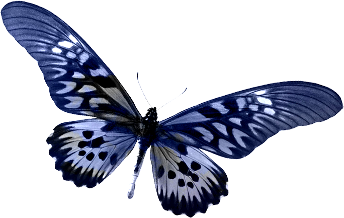 Papillons,png,butterfly,tubes,BORBOLETA,MARIPOSA,