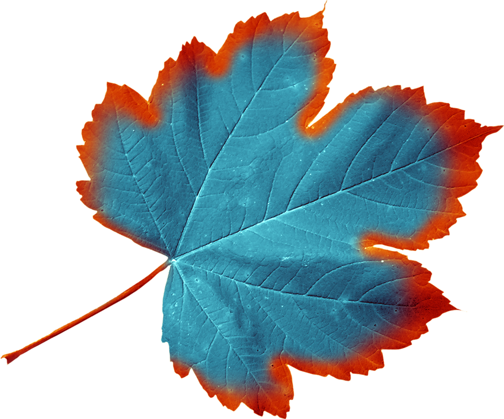 Feuilles Png