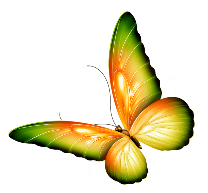 Papillons,png,butterfly,tubes,BORBOLETA,MARIPOSA,