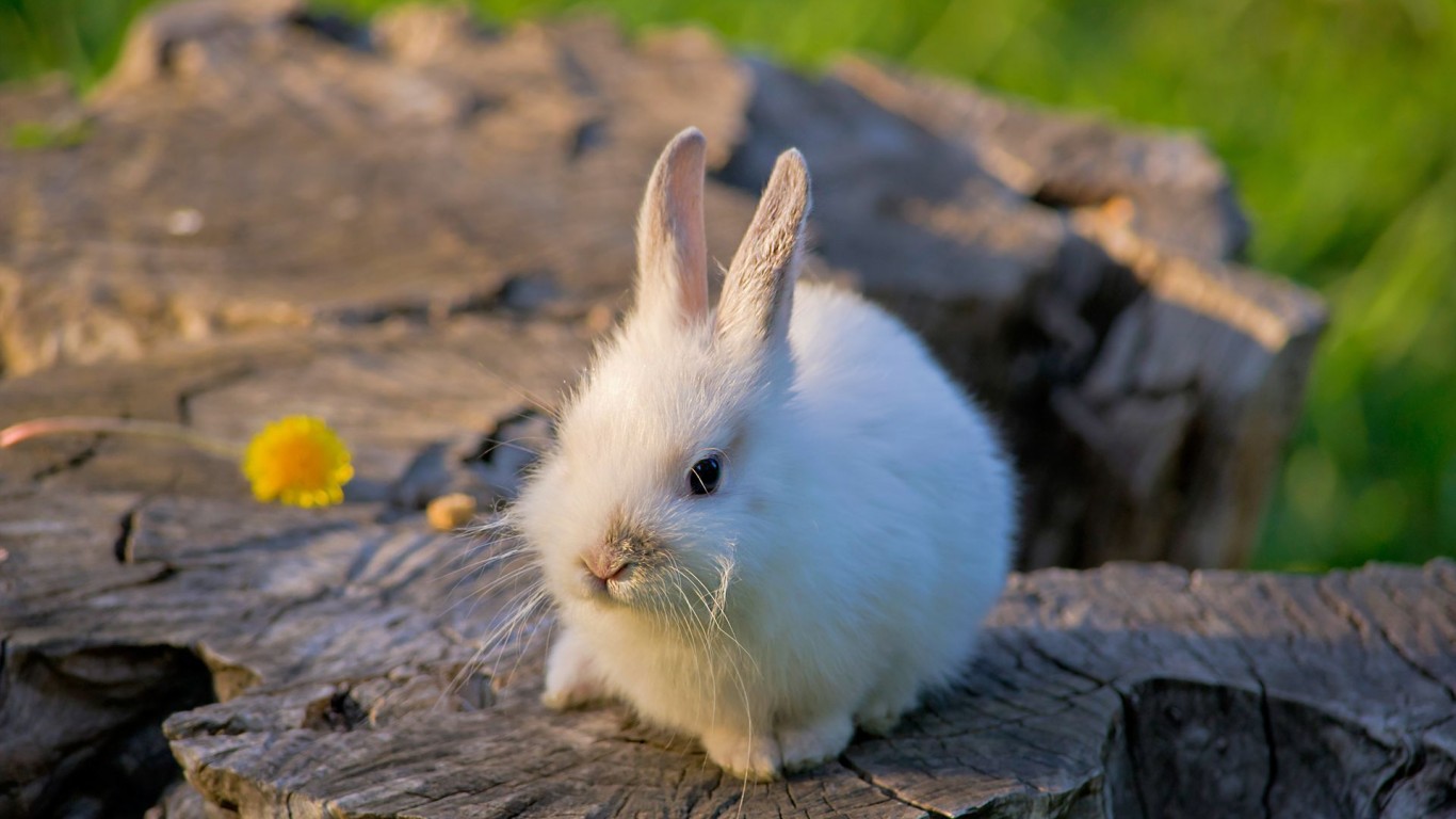 lapins-rabbit