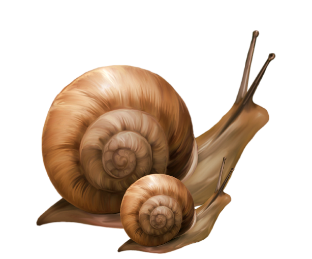 tubes escargots,clipart,vector,png,psp,vecteur